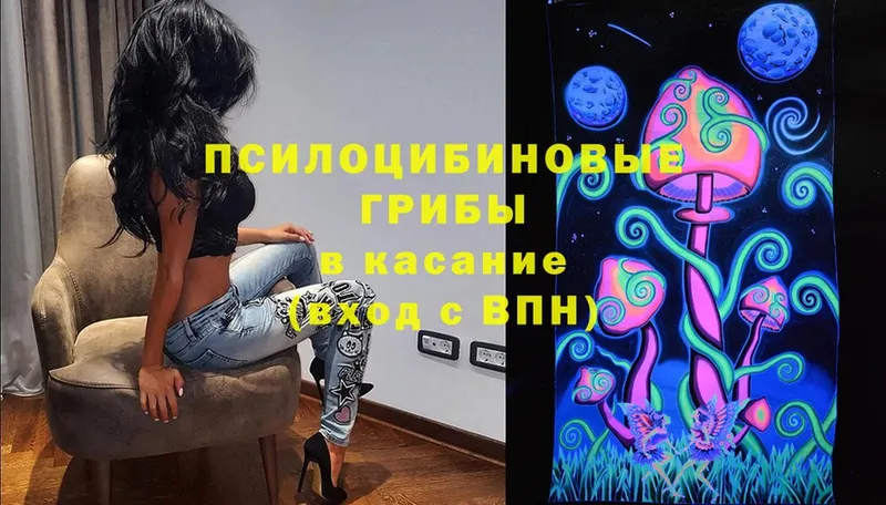 Псилоцибиновые грибы Cubensis  купить закладку  Качканар 